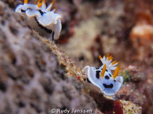 Ambon bay by Rudy Janssen 